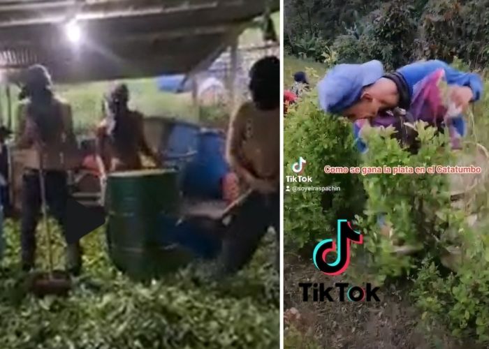Tik Tok muestra la realidad oculta de los cultivos de coca en el Catatumbo