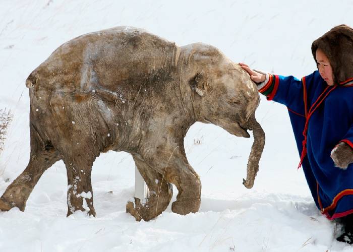 El proyecto que busca resucitar mamuts y el cambio climático