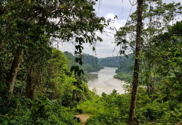 Alerta por expansión de coca en reservas naturales
