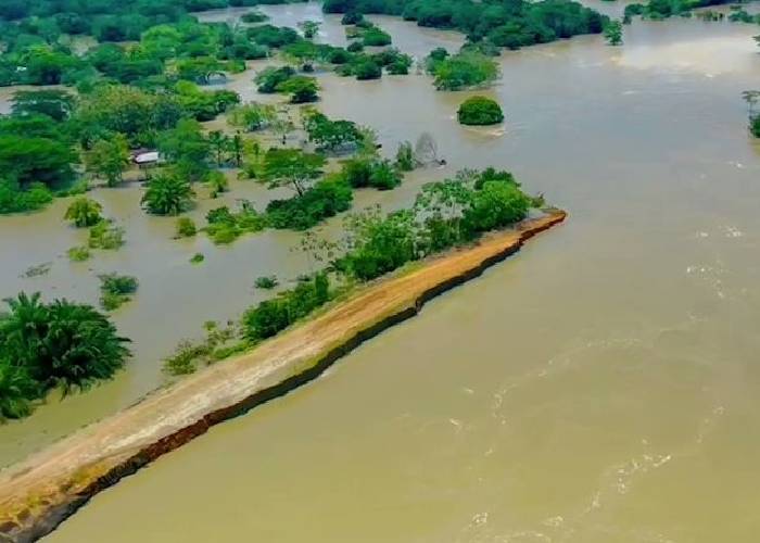 En riesgo la reforestación en La Mojana, Sucre