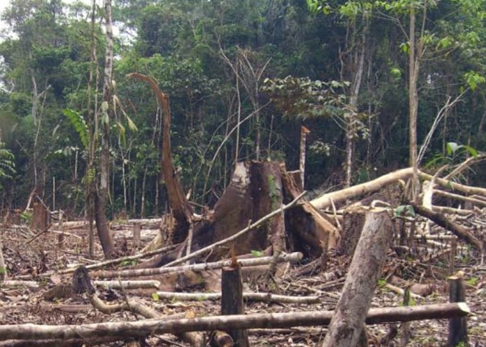 La vida no comenzó en la Amazonia pero puede terminar allí