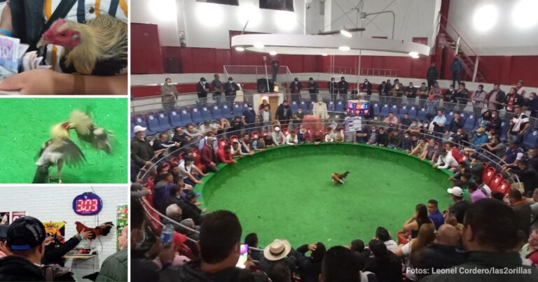  - San Miguel, el templo donde juegan los últimos galleros en Bogotá
