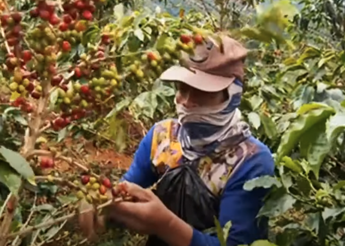 En video: ¿Cómo Suiza logra ganar más dinero con el café colombiano?