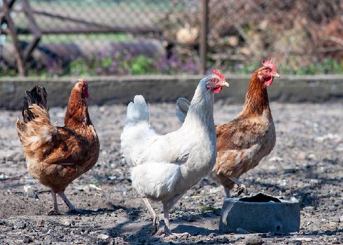 Niña Pastora, niña Pastora, soy yo quien le roba las gallinas