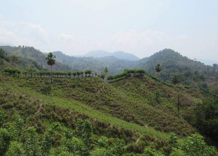 Comunidades indígenas, más afectadas que antes por cultivos ilícitos