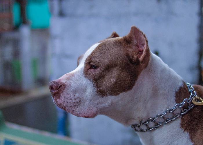 El miedo a los pitbull y otros prejuicios mandados a recoger
