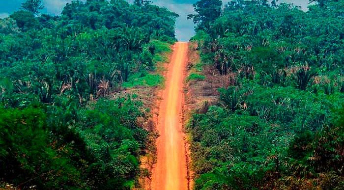  - Las rutas ilegales que están dejando sin árboles a la Amazonía