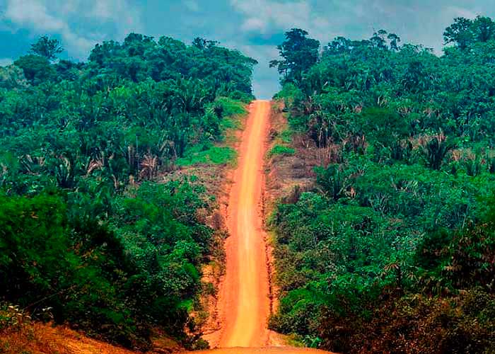 Las rutas ilegales que están dejando sin árboles a la Amazonía