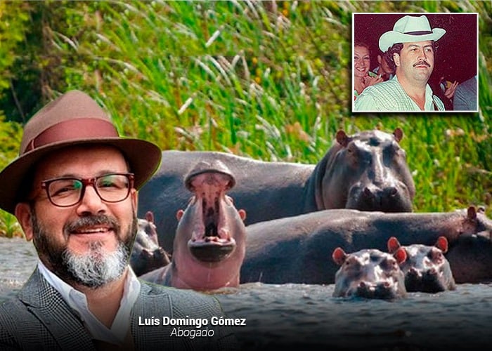 El abogado que salvó a los hipopótamos de Pablo Escobar de ser exterminados