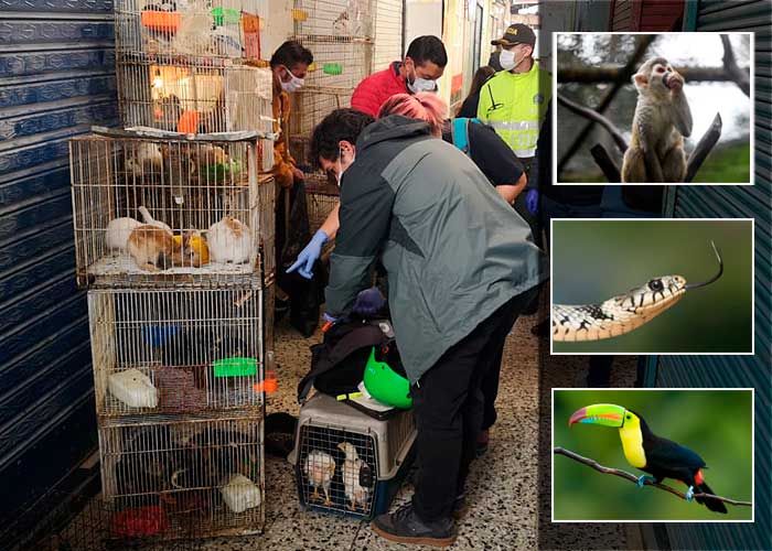 Micos, tucanes y culebras: la venta clandestina de animales en Bogotá