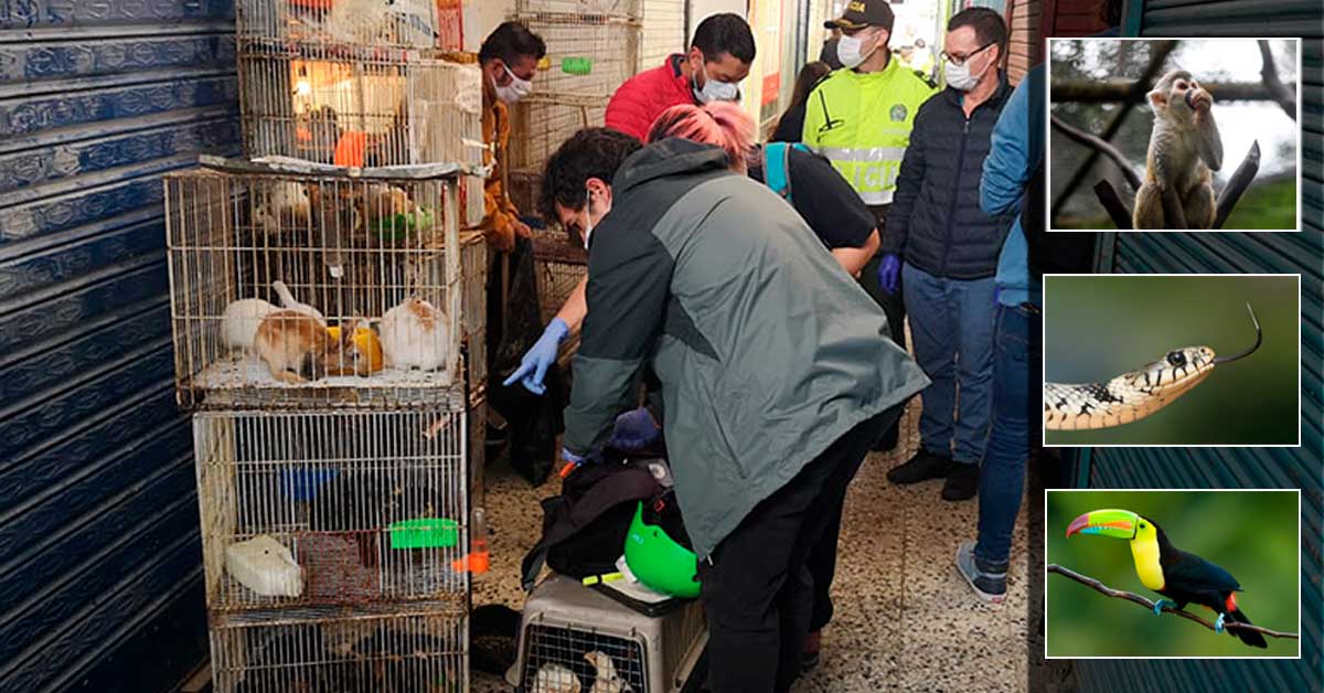 Micos, tucanes y culebras la venta clandestina de animales en Bogotá