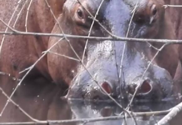 Hipopótamos: ¡La historia jamás contada de una especie invasora!