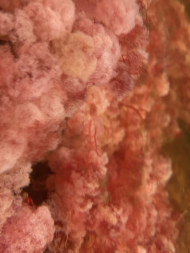 Caño Cristales: el río más bonito del mundo