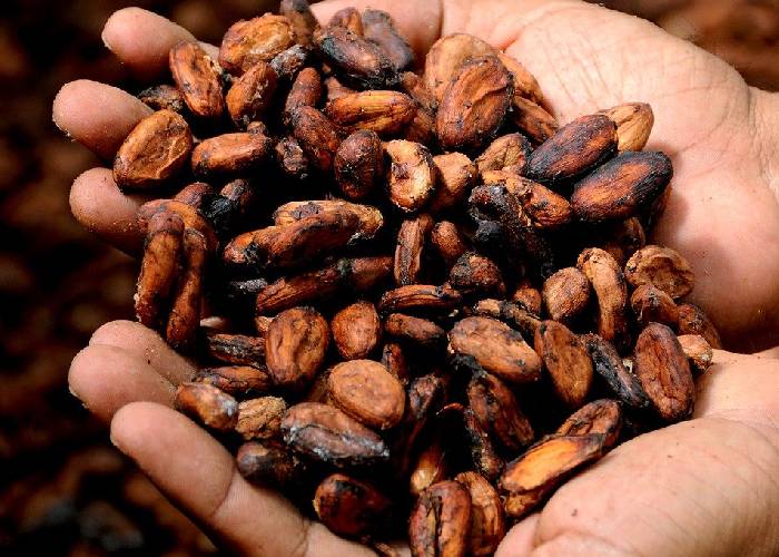 La hora de volver al cacao y al aguacate