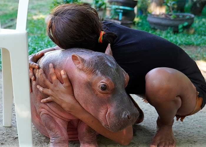Los bebés de los hipopótamos de Pablo Escobar vueltos mascotas