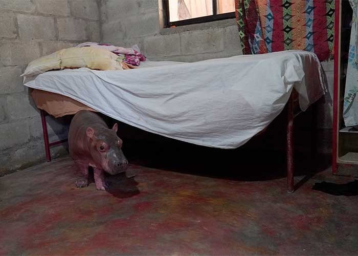  - Los bebés de los hipopótamos de Pablo Escobar vueltos mascotas