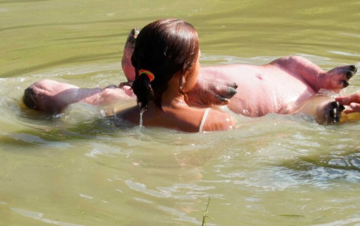  - Los bebés de los hipopótamos de Pablo Escobar vueltos mascotas