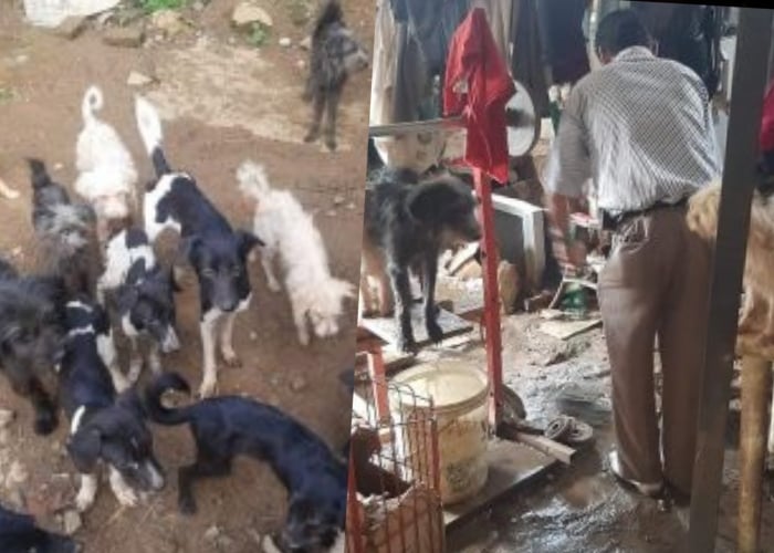 Don Diego, el anciano que vive con 40 perros en su casa en Cali