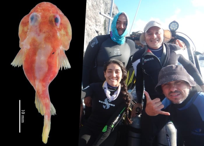 La nueva especie de pez que descubrió la Universidad del Valle en la isla Malpelo
