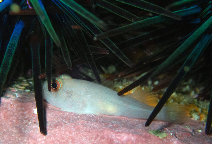 - La nueva especie de pez que descubrió la Universidad del Valle en la isla Malpelo