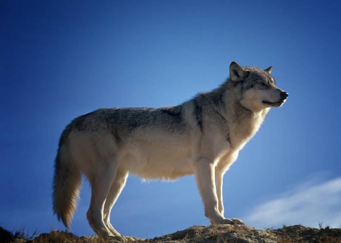 Lobos vestidos de ovejas en el Pacto Histórico por Colombia