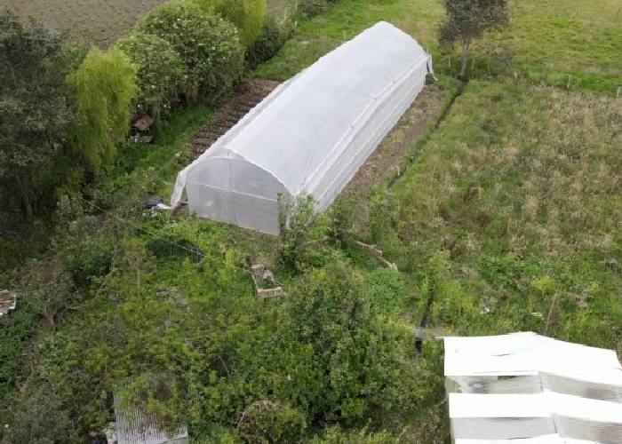 Así cultivan el tomate orgánico los campesinos de Usme