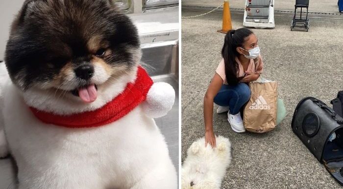  - La nueva irresponsabilidad de Satena: ver morir a un perrito en pleno vuelo