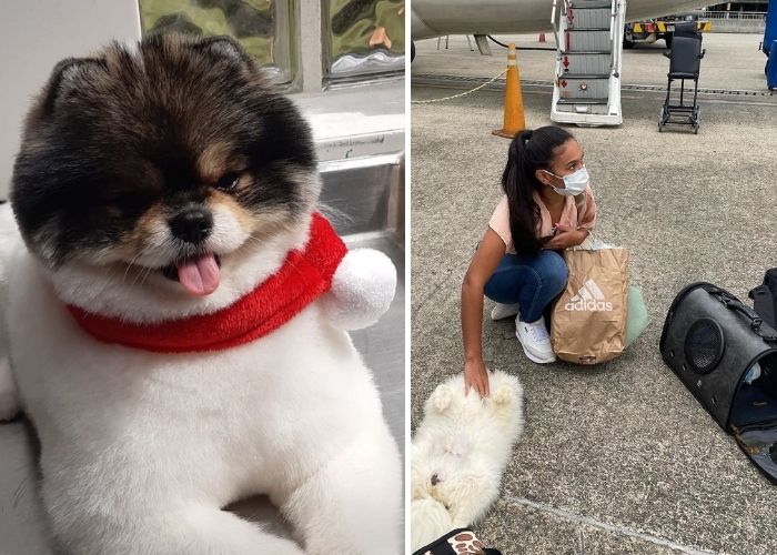 La nueva irresponsabilidad de Satena: ver morir a un perrito en pleno vuelo