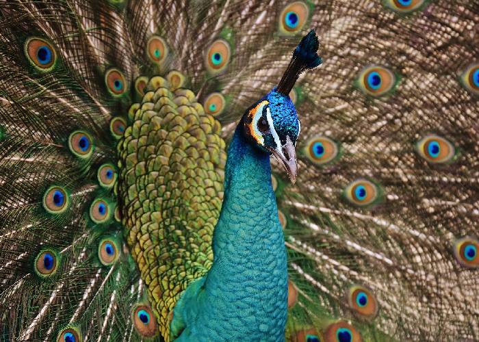 El pavondidato, es decir, Guspavo Petro