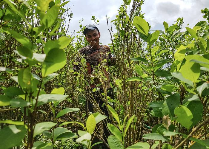 La cocaína ¿principal producto de exportación agrícola del país?