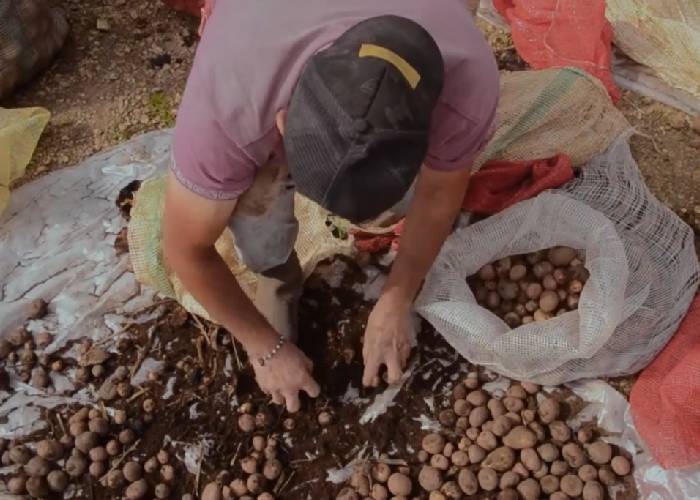 Campesinos crean asociaciones para hacerle el quite a la crisis de alimentos