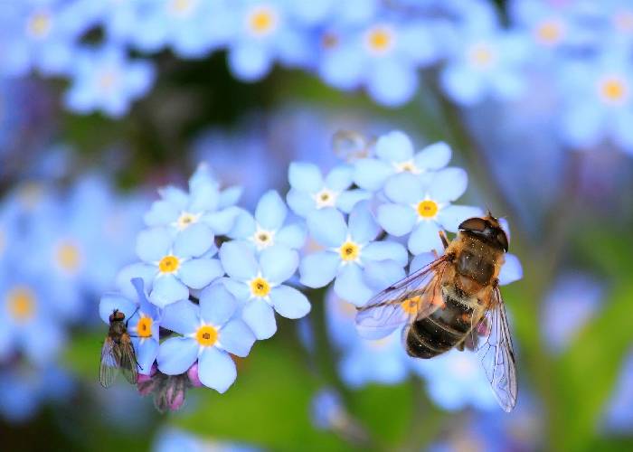 Abejas, miel y polen: La picadura que sana