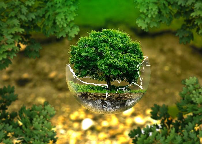 La red de bosques urbanos de Cali es revolucionaria