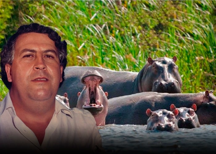 La inevitable masacre de los hipopótamos de Pablo Escobar