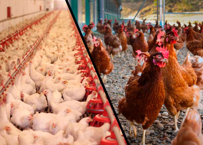 El precio del pollo y el huevo suben más que el salario mínimo
