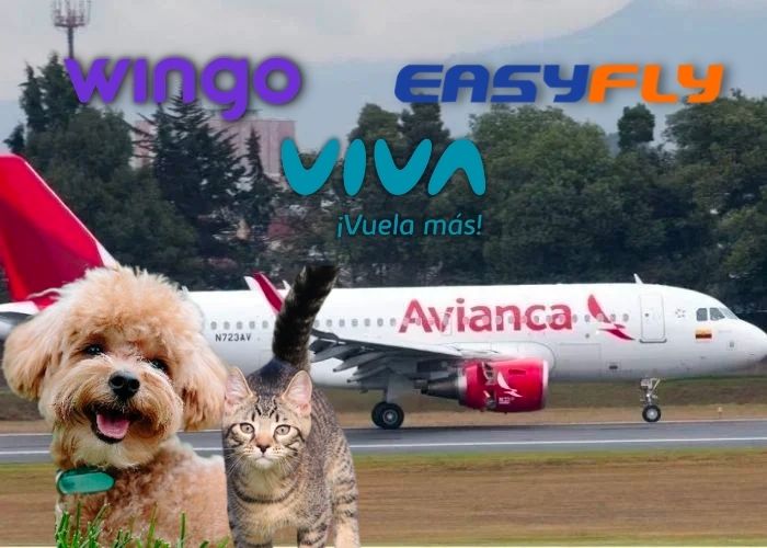 Viva, Wingo y Easy Fly le dan sopa y seco a Avianca con los precios del transporte de mascotas
