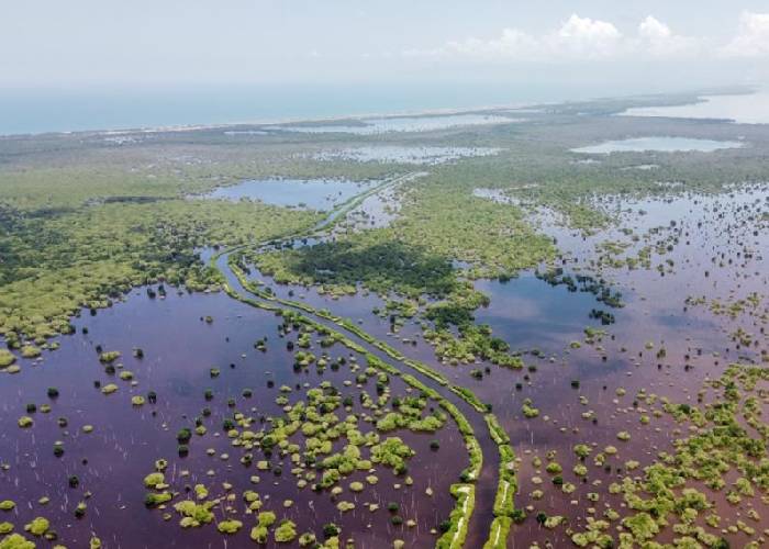 Aumenta la cobertura de mangle en la Ciénaga Grande de Santa Marta