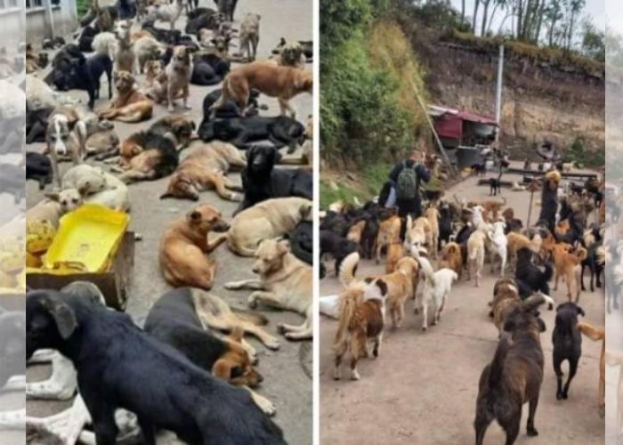 En Ipiales: cerrarían fundación que alberga a más de 300 perros