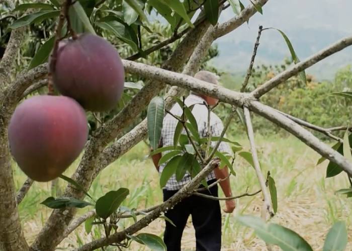 El mango se convirtió en un alivio para asociaciones de campesinos