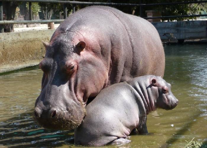 No maten los hipopótamos