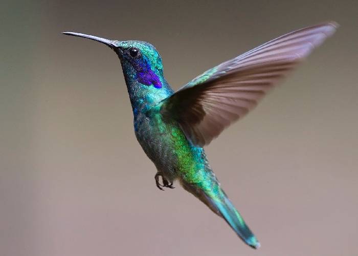 Tesoros, milagros y biodiversidad natural de Cundinamarca y Boyacá