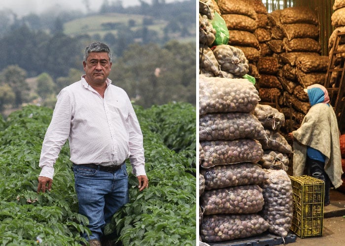 El gigante papero de Cundinamarca, un gran ganador con el precio por las nubes