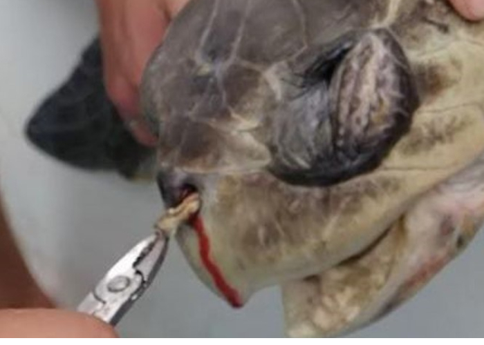 Naciones Unidas se acerca a la prohibición mundial de los pitillos y el icopor