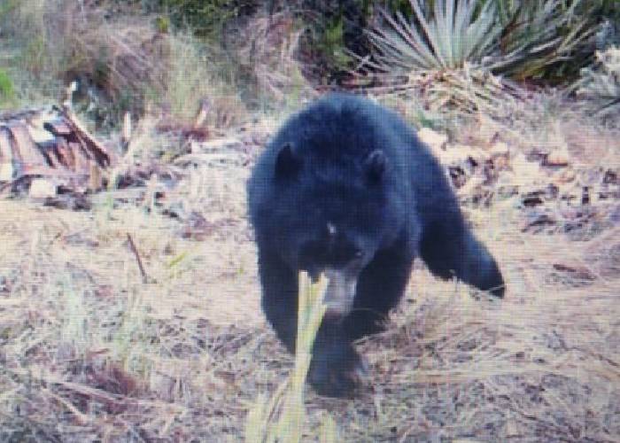 En Cabrera, Pasto, denuncian que estarían pensando cazar al oso que habría atacado a varias reses