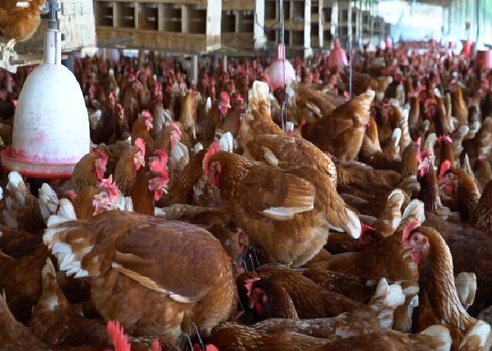 En Atlántico, 10 granjas avícolas recibieron certificación del ICA como bioseguras