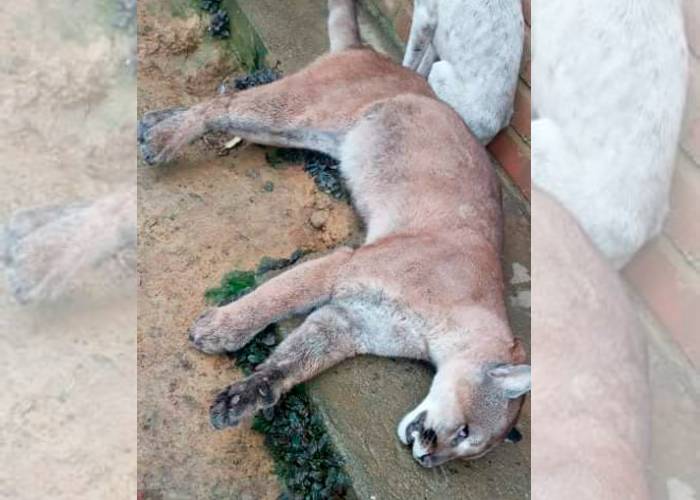 Extraña muerte de puma concolor en el resguardo de Quichaya