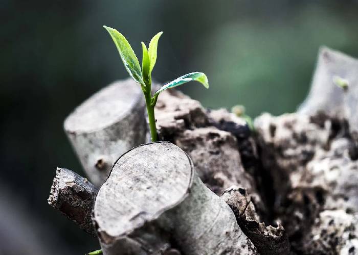 Entre la charlatanería positiva y el renacer en Colombia  