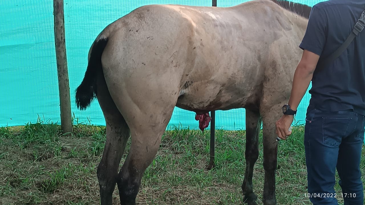  - Maltrato y muerte de caballos: lo que no se muestra en las corralejas de San Carlos