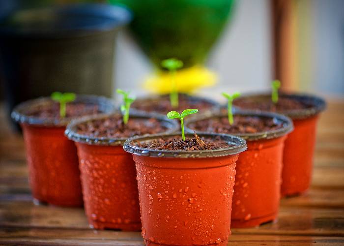 ¿Qué es lo que estamos sembrando en Colombia, en época electoral?