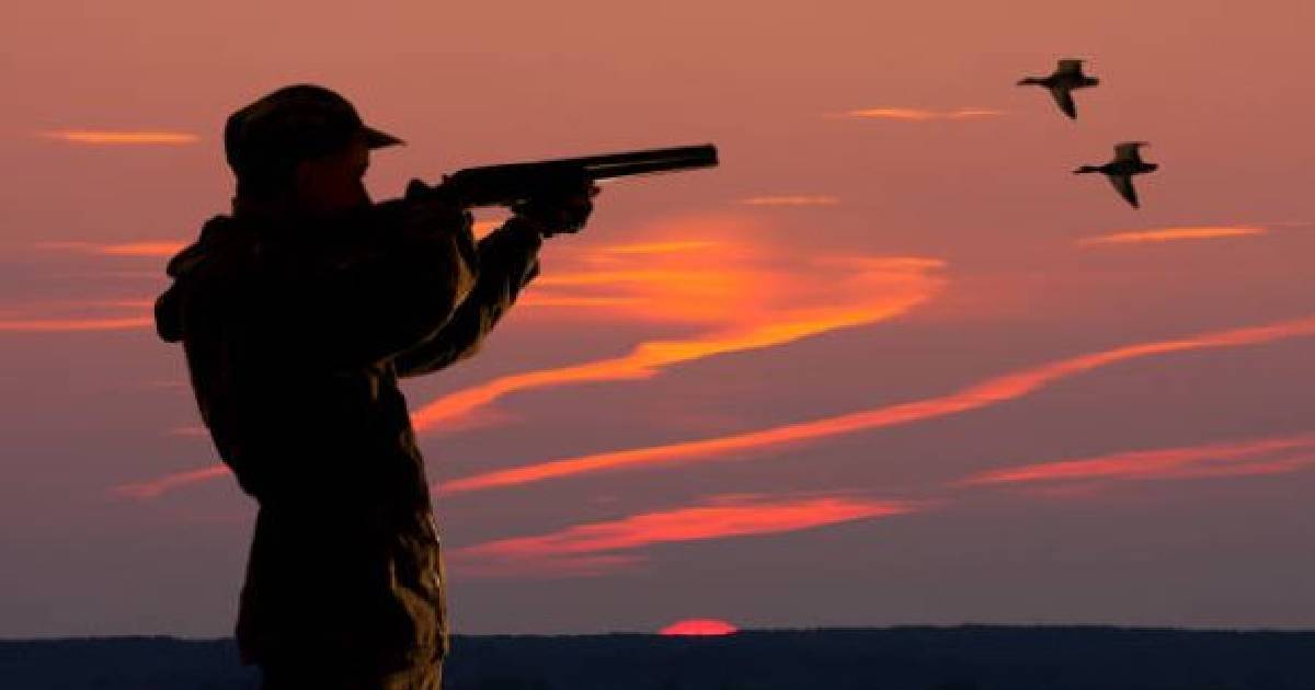 Los pájaros tirándole a las escopetas